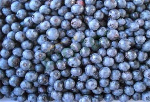 Frozen Blueberry IQF